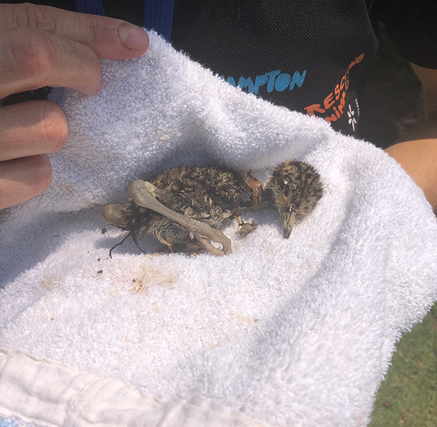 Baby Plover Rescue by RSPCA Queensland